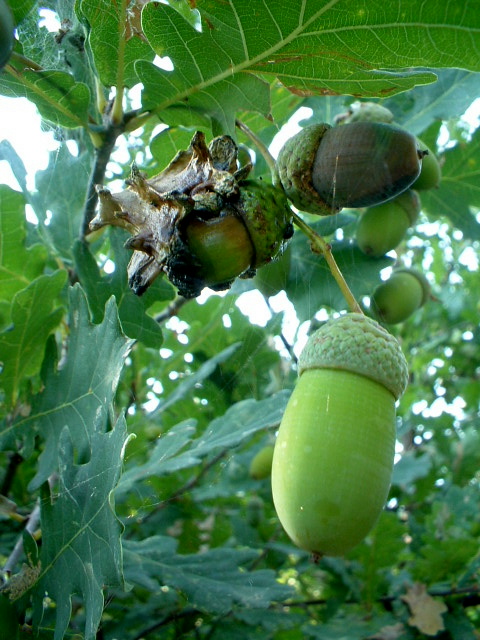 Galle: Andricus quercuscalicis e A. kollari